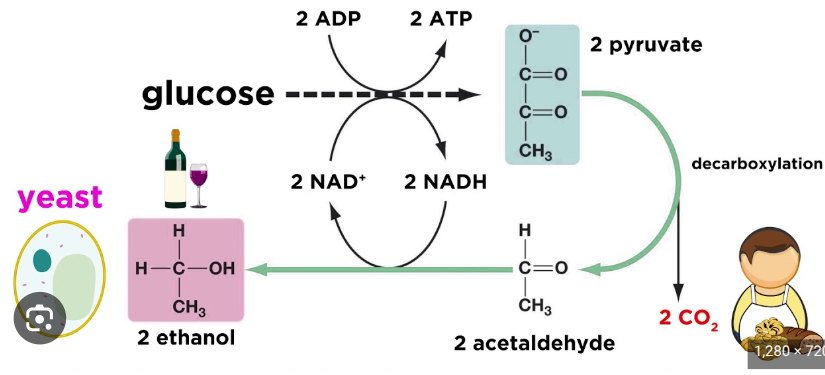 <p>pyruvate is converted into ethanol</p><p>2 pyruvate→2 acetaldehyde→2 ethanol</p><p>ex. bacteria and yeast</p>