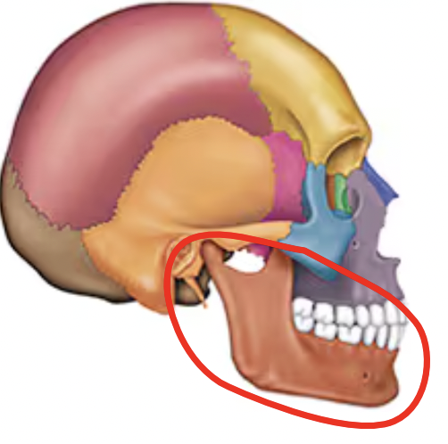 <p>Name this bone of the skull</p>