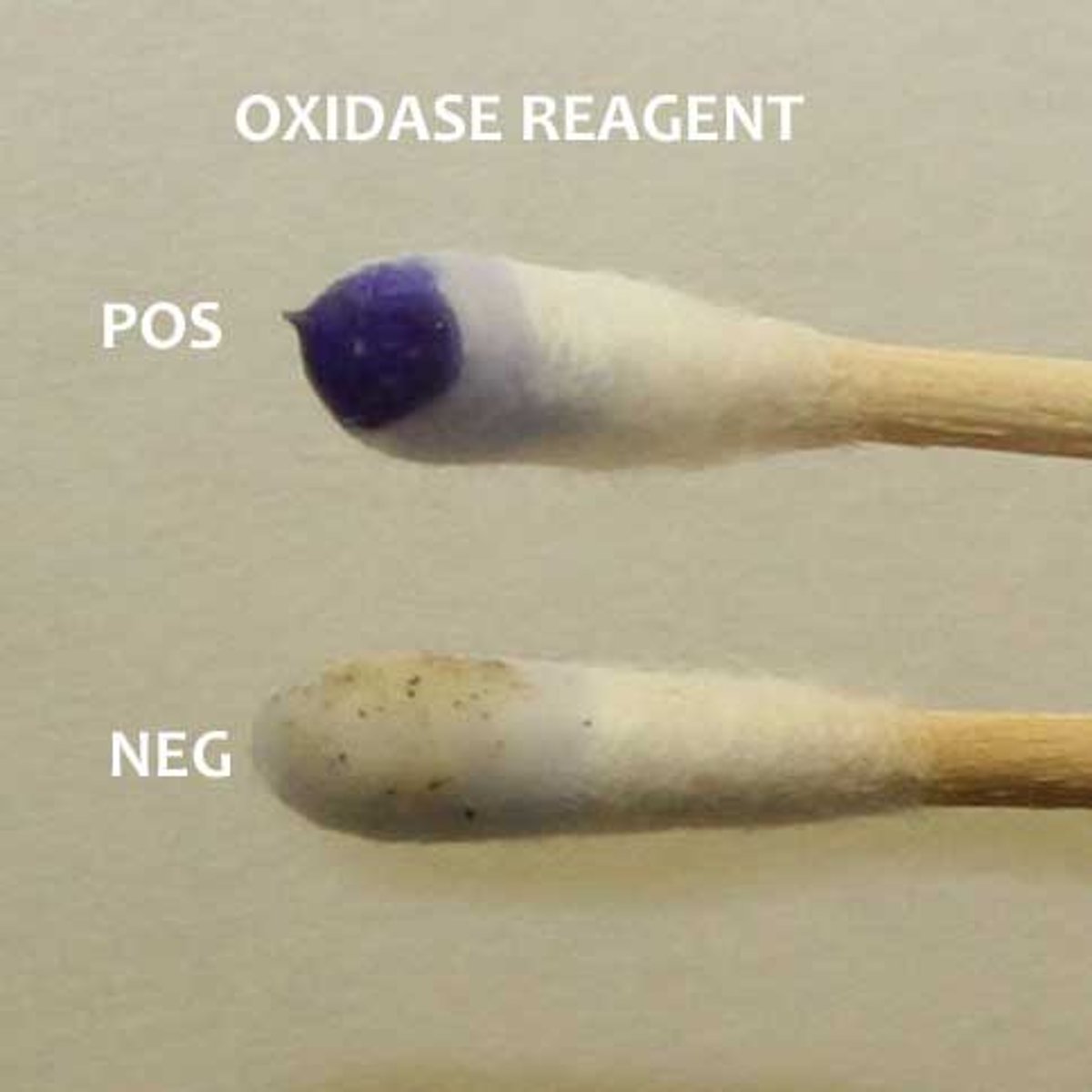 <p>Oxidase test</p>