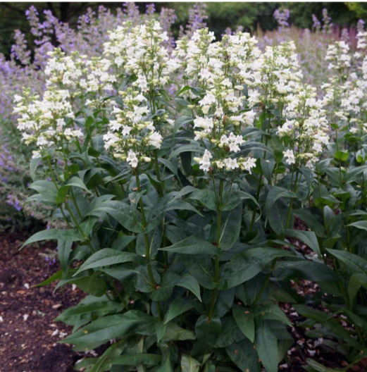 <p>Sun</p><p>Pollinator garden, cottage garden</p>