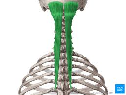 <p>Action: Bilateral extension, ipsilateral lateral flexion, contralateral rotation <strong>of the cervical</strong></p><p>Exercise: Cervical lateral flexion with plank</p><p>Stretch: Chin to chest</p>