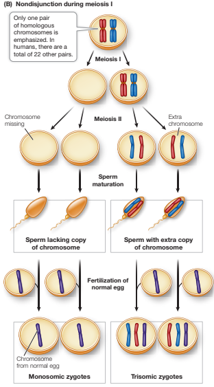<p>Nondisjunction:</p><ul><li><p>Anaphase 1 - homologous chromosomes fail to separate</p></li><li><p>Anaphase 2 - sister chromatids fail to separate</p></li></ul><p>Results in aneuploid cells where one or a few chromosomes are either lacking or present in excess - leads to offspring with either one too many, or one too few, chromosomes in all of their cells</p>