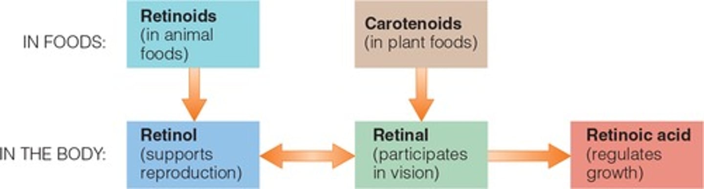 <p>Vitamin A is found in the body in three forms: retinol, retinal, and retinoic acid. </p><p>-Together, they are essential to vision, healthy epithelial tissues, and growth. </p><p>-Vitamin A deficiency is a major health problem world wide, leading to infections, blindness, and keratinization. Toxicity can also cause problems and is most often associated with supplement abuse. </p><p>-Animal derived foods such as liver and whole or fortified milk provide retinoids, whereas brightly colored plant-derived foods such as spinach, carrots, and pumpkins provide beta-carotene and other carotenoids. In addition to serving as a precursor for vitamin A, beta-carotene acts as a anti-oxidant in the body. The accompanying table provides a summary of vitamin A.</p>