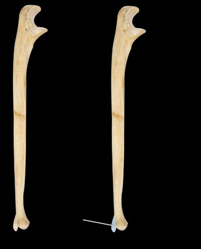 <p>small pointed landmark on distal end </p>