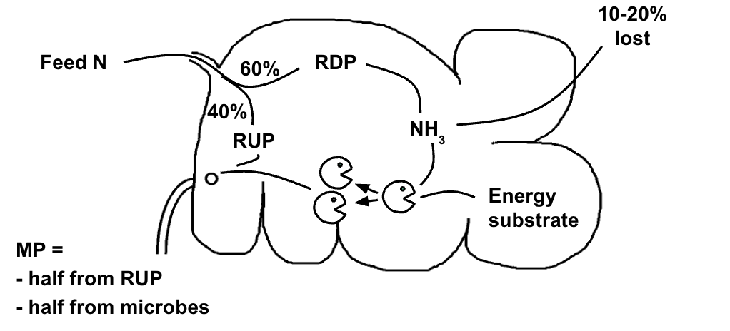 <p><span style="background-color: transparent;">Two sources of protein for absorbed amino acids</span></p><p><span style="background-color: transparent;">	a. Rumen-undegraded protein</span></p><p><span style="background-color: transparent;">	b. Microbial protein</span></p>