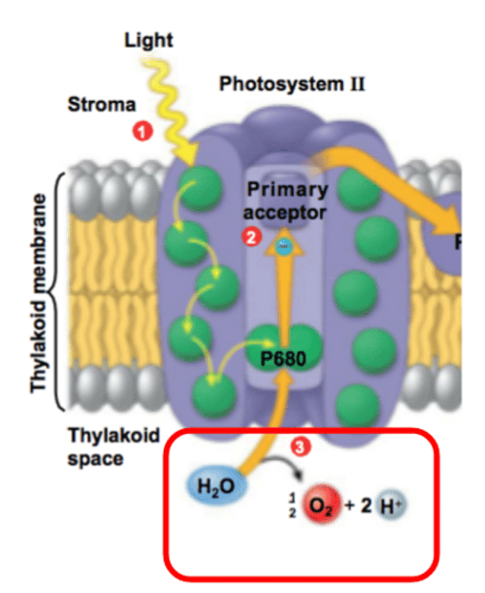 <p>Water is struck by photon of light and broken into O2, H+, and e-</p><p>E- --> replenish photosystem II</p><p>O2 --> waste product</p><p>H+ --> maintain concentration gradient</p>