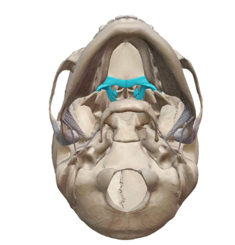 <p>What Facial Bone is this?</p>