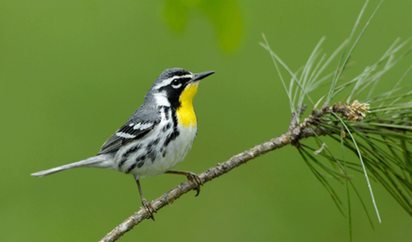 <p>Passeriformes</p><p>yellow throat with black on sides of face, white wingbars and black and white streaks</p>
