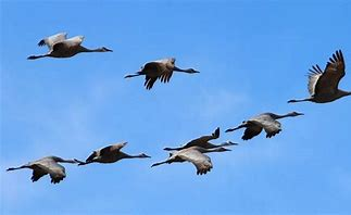 <p>Migration</p>