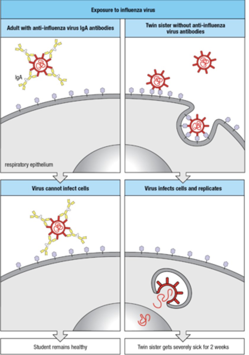 <p>- person with anti-flu IgA ab, the virus cannot infect the cells</p><p>- person without antibodies, virus infects cells and replicates</p>