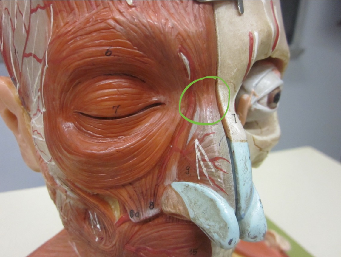 <p>Which muscle</p>