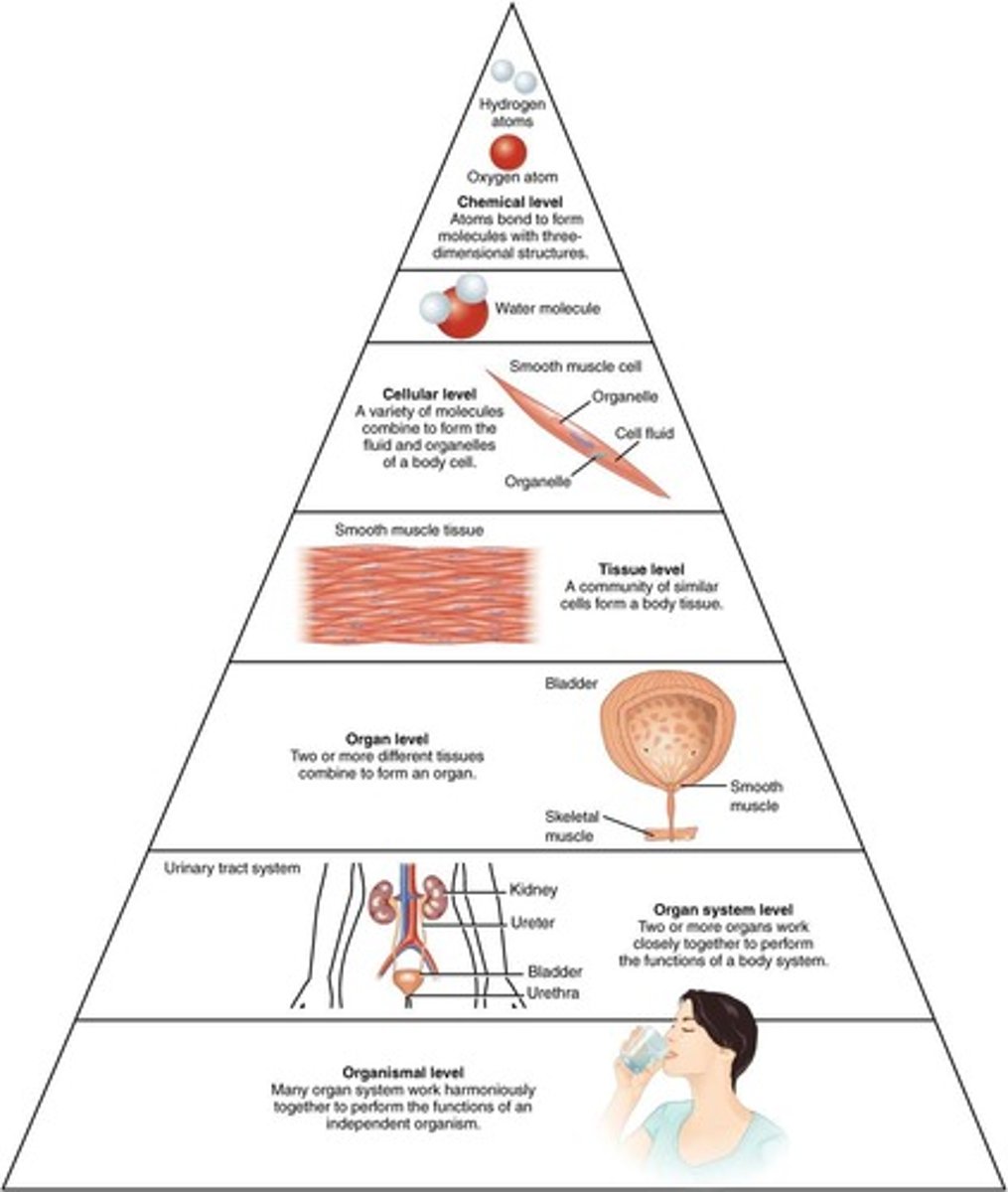 <p>Hierarchy of biological structures from atom to system.</p>