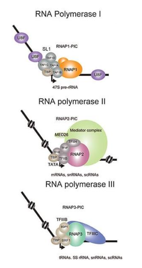 <p><strong>RNA Pol I: </strong><span>rRNA</span></p><p class="p2"><span><strong>RNA Pol II: </strong></span>mRNA, lncRNA, snRNA</p><p class="p2"><span><strong>RNA Pol III: </strong></span>tRNA, rRNA and small RNAs</p>