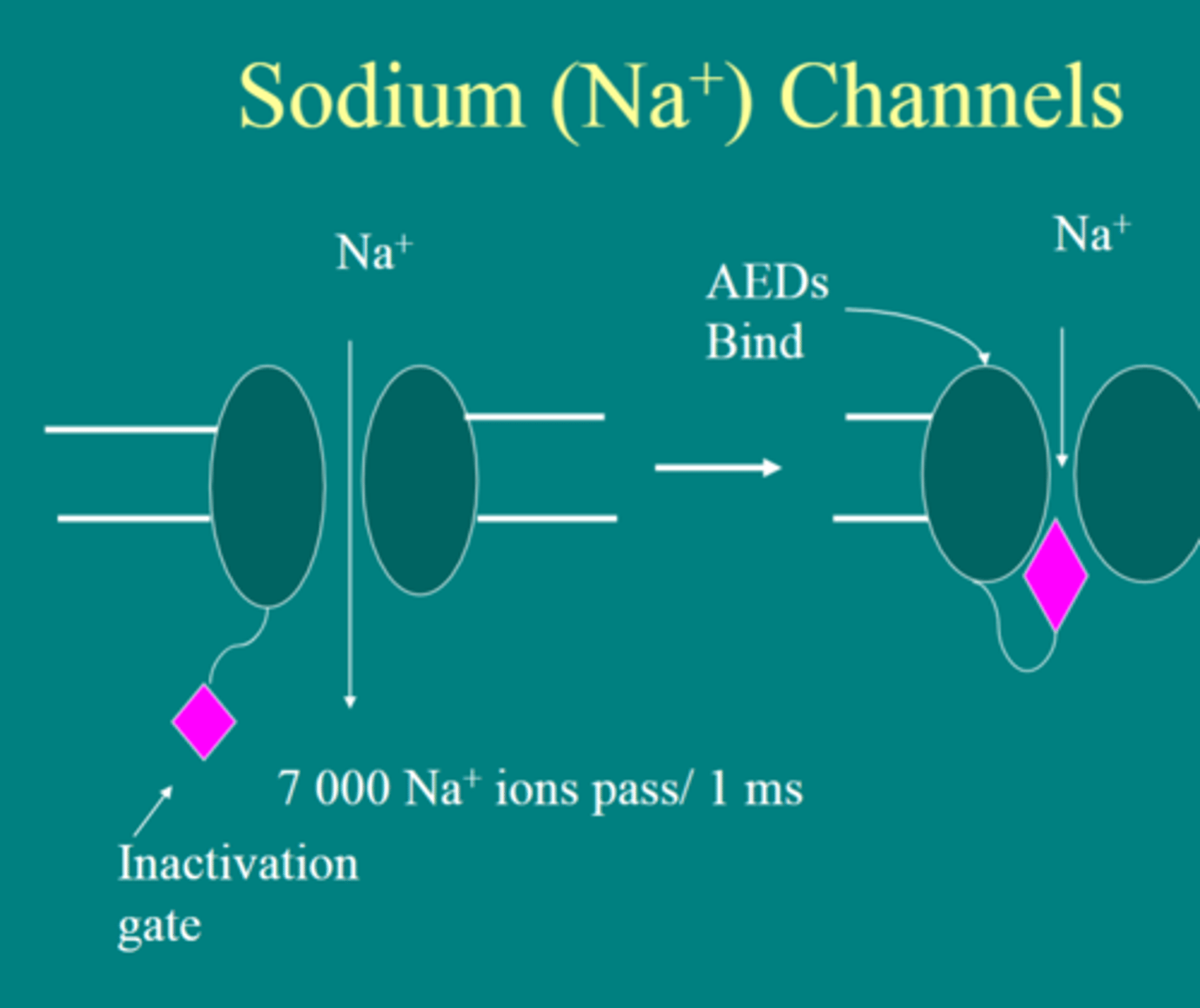 <p>transmembrane ion channel proteins that selectively conduct calcium ions through the cell membrane in response to the membrane potential during depolarization</p>