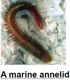 <p>Lophotrochozoan;</p><p>two clades: Errantia and Sendentaria</p>