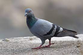 Columbiformes - Columbidae - Columba livia