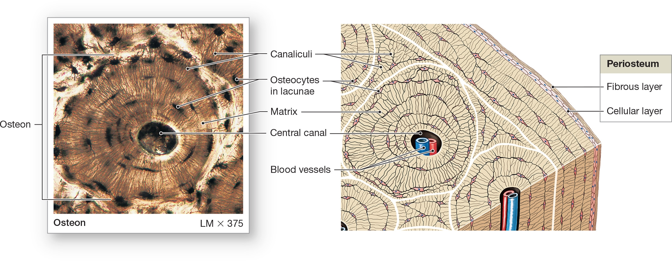 <p>Bone tissue:</p><ul><li><p>weight support </p></li><li><p>Calcified (made rigid by calcium salts)</p></li><li><p>Resists shattering (flexible collagen fibers)</p></li></ul><p></p>