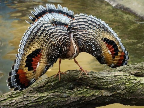 <p>Sunbittern</p>