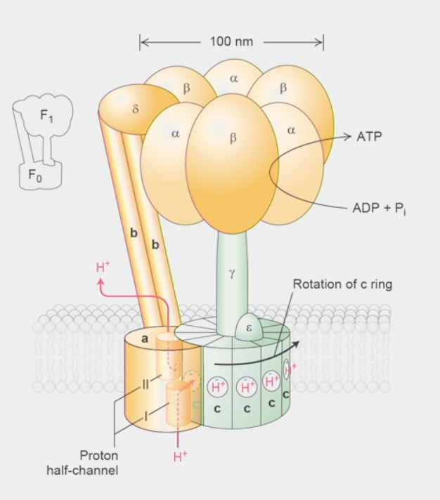 <ul><li><p>molecule that harnesses <u>proton-motive force</u> from inner mitochondrial membrane to make ATP</p></li><li><p>H<sup>+</sup> want to flow from high concentration → low concentration side: energy can be harvested!</p></li><li><p>Split into Fragment 0 &amp; 1 (F<sub>0</sub> &amp; F<sub>1</sub>)</p></li><li><p>F<sub>0</sub>:</p><ul><li><p>subunit <strong>a</strong> → proton half-channels I &amp; II</p><ul><li><p>H<sup>+</sup> flow up through half-channels</p></li></ul></li><li><p><strong>c ring</strong> → made of 10-14 identical <strong>c</strong> subunits</p><ul><li><p>H<sup>+</sup> flow from half-channel I → bind to <strong>negatively</strong>-charged residue in <strong>c</strong> subunit</p></li><li><p>ROTATES 360º until H<sup>+</sup> reaches half-channel II → flows up &amp; <strong>out</strong></p></li><li><p>rotation drives enzymatic activity in F<sub>1<sup> </sup></sub>→ ATP synthesis</p></li></ul></li><li><p><strong>stator</strong> → made of 2 <strong>b</strong> subunits &amp; <strong>δ</strong> subunit</p><ul><li><p>holds ⍺ &amp; β subunits in the head <strong>stationary</strong> while c ring rotates</p></li></ul></li></ul></li><li><p>F<sub>1</sub>:</p><ul><li><p><strong>𝛾</strong> subunit → <strong>non</strong>-symmetric shape, rotates!!</p><ul><li><p>sticks up from c ring to head group</p></li><li><p>rotation physically pushes β subunits thru 3-stage cycle of reaction where they <strong>change</strong> conformations</p></li><li><p>130 rotations per second = 1000 H<sup>+</sup> = 300 ATP per synthase per second!</p></li></ul></li><li><p><strong>β</strong> subunits → 3 configurations</p><ul><li><p>O config = <strong>OPEN</strong> → ADP + P<sub>i</sub> can pop IN and OUT</p></li><li><p>L config = <strong>LOOSE → </strong>ADP + P<sub>i</sub> <u>trapped</u> but <strong>NON-reactive</strong></p></li><li><p>T config = <strong>TIGHT → </strong>ADP + P<sub>i<sup> </sup></sub>converted to ATP (<strong>REVERSIBLE</strong>)</p></li><li><p>12 H<sup>+</sup> needed for 360º rotation = 3 ATP</p></li></ul></li></ul></li><li><p>ancient innovation → same structure found in bacteria, yeast, chloroplasts, etc.</p></li><li><p>can run backwards to generate proton gradient FROM ATP</p></li><li><p>ΔGº’ = 3 × 7.3 kcal/mol (50% efficient from ETC)</p></li></ul><p></p>