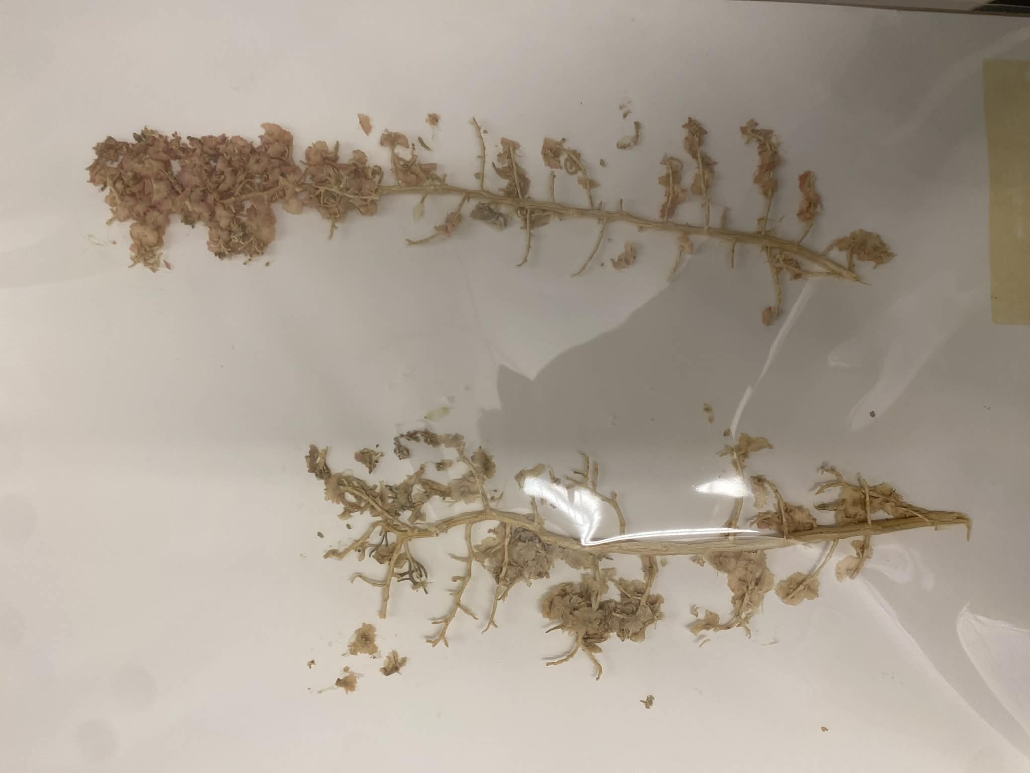 <p>Chenopodiaceae, P, N, Sarcobatus vermiculatus, black greasewood</p>