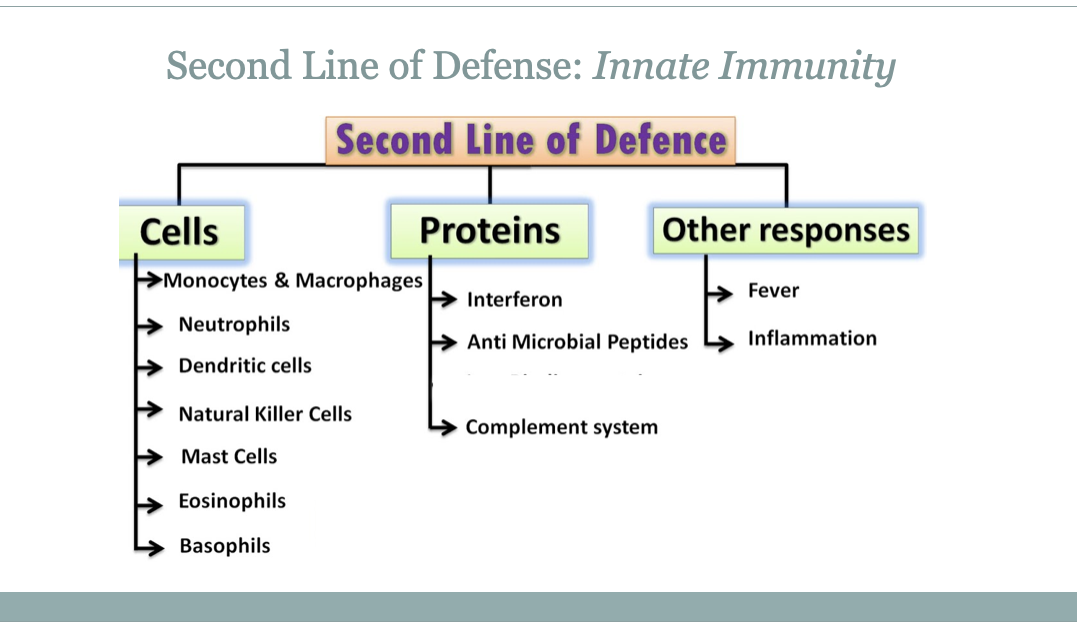 <p>phagocytes: WBC that engulfs and destroys foreign agens&nbsp;</p><p>phagocytosis: engulfing foreing material or substances by specialized WBC</p><p>Macrophages: Phagocytic WBC that engulfs anything detected as foreign: some trigged by APC</p>