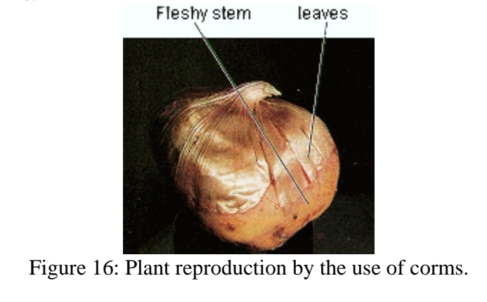 <p>types of asexual reproduction - Corms</p>
