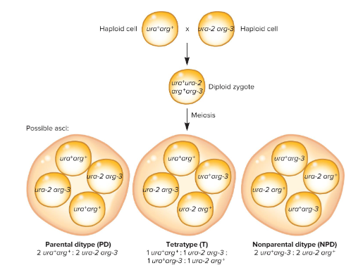<p>When the ascus/tetrad contains all four spores with recombinant genotypes.</p>