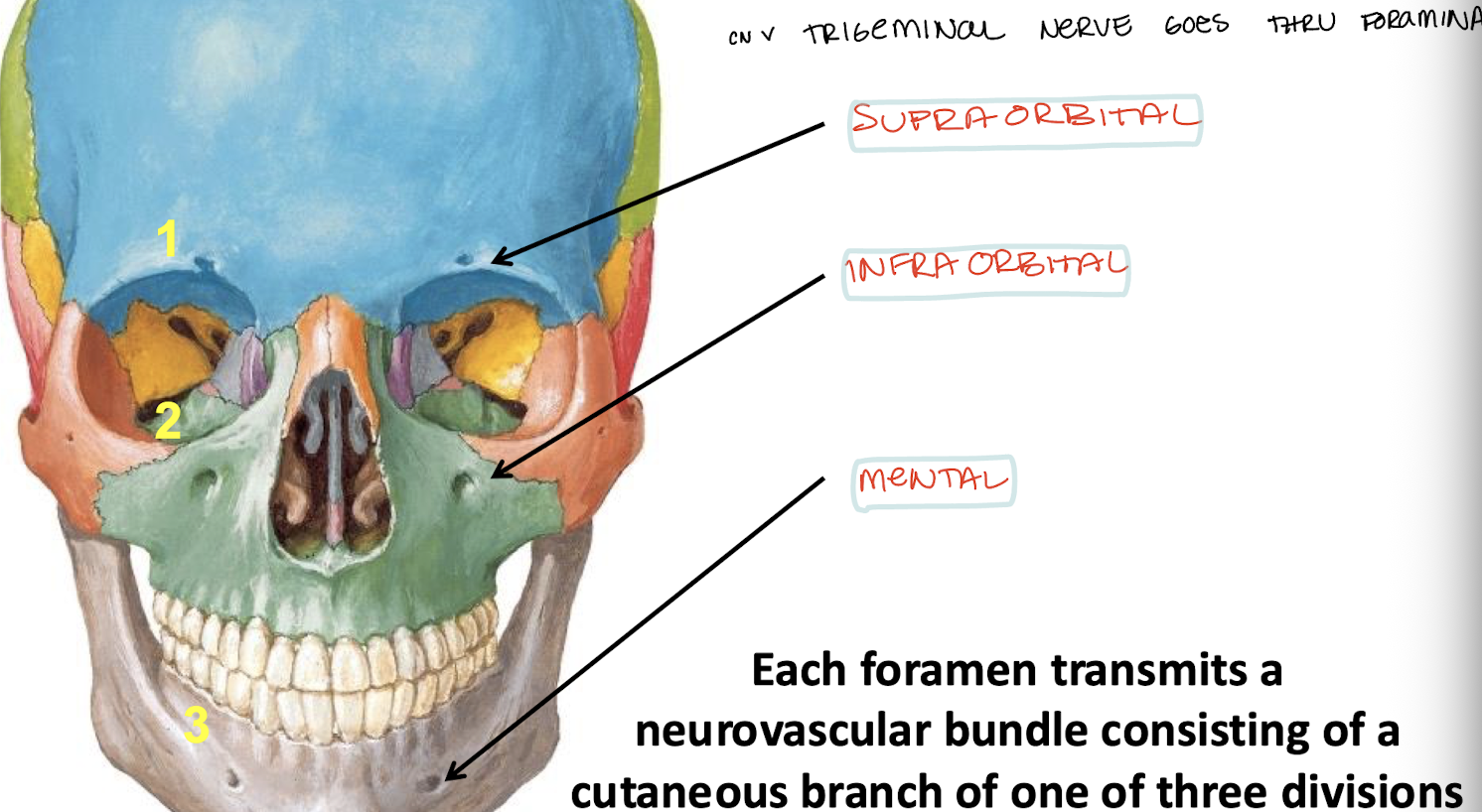 <p>Supraorbital, infraorbital, and mental</p>