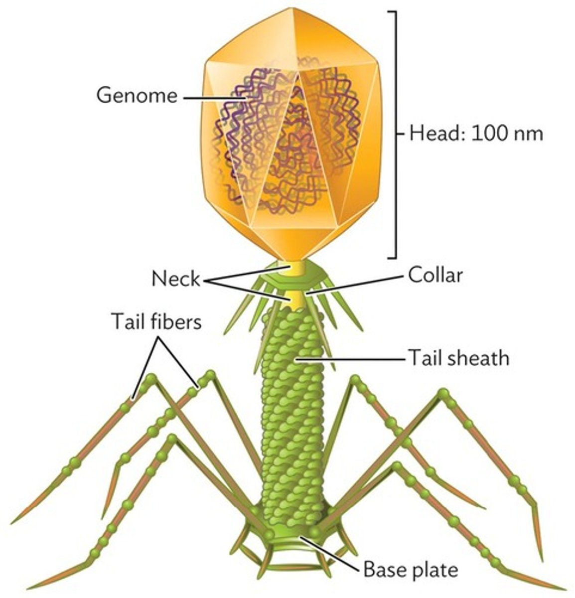 <p>Icosahedral head with a tail for injection.</p>