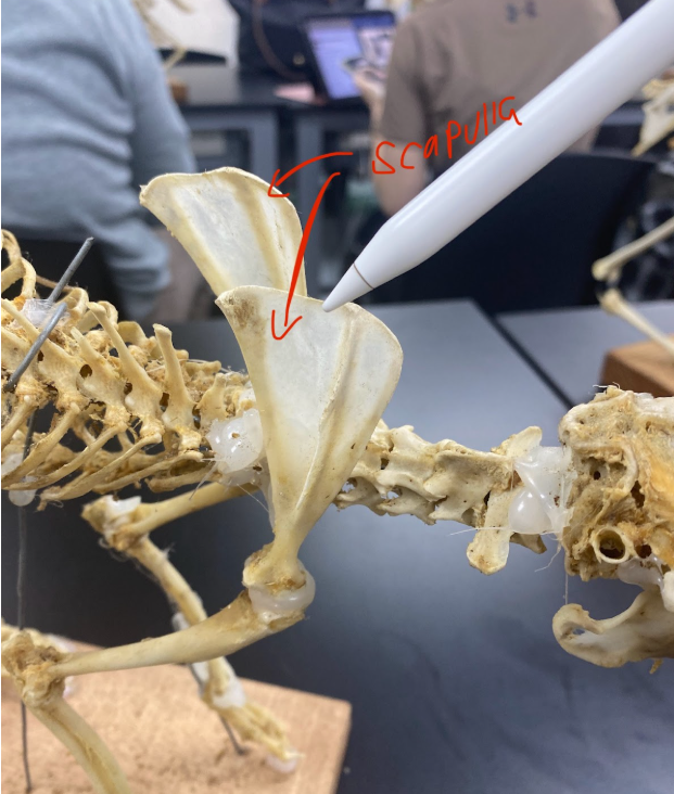 <p>scapula </p>