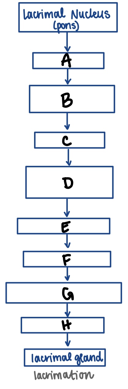 <p>E (parasympathetic innervation pathway to lacrimal gland)</p>