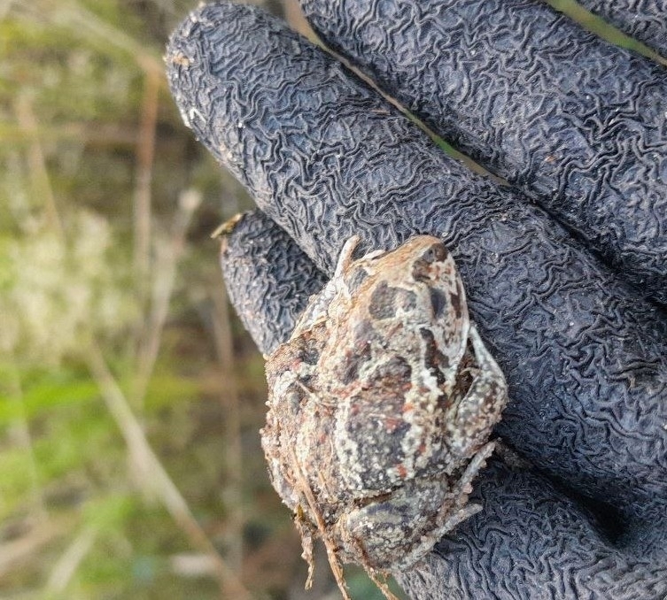 <p>Pelobates fuscus</p>