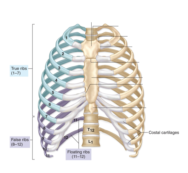 <p>-ribs 1-7</p><p>-attach directly to sternum</p>