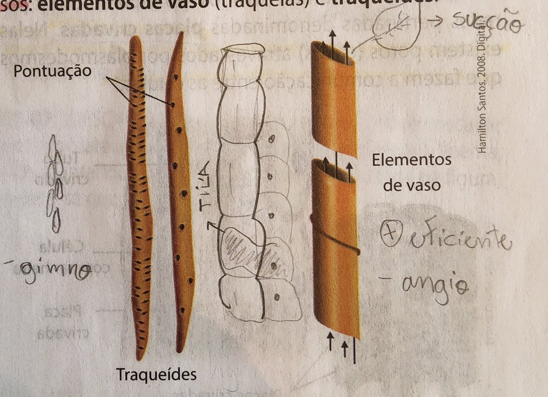 * formado pelos vasos lenhosos
  * conjuntos de células mortas e ocas
* paredes celulares reforçadas por lignina
  * evita a deformação por conta da pressão da seiva
* parênquima lenhoso
* apresenta dois tipos de vasos lenhosos;
  * elementos de vaso
    * células ligadas por orifícios largos - perfurações
  * traqueídes
    * células alongadas que se ligam por diminutos poros - pontuações
* tilas = obstruções permanentes dos vasos
* madeira