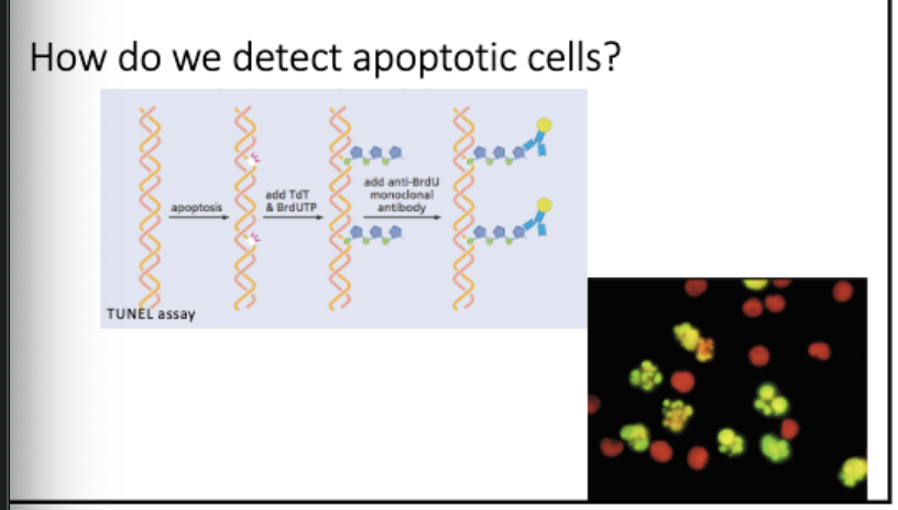 <p>tunel assay - detects breaks during apoptosis</p><p>Tdt - terminal deoxynucleotide transferase, adds onto end</p><p>Brd UTP - nucelotide analog, recognized by Ab</p><p>add Rb to Brdu, see staining = undergoing apoptosis</p>