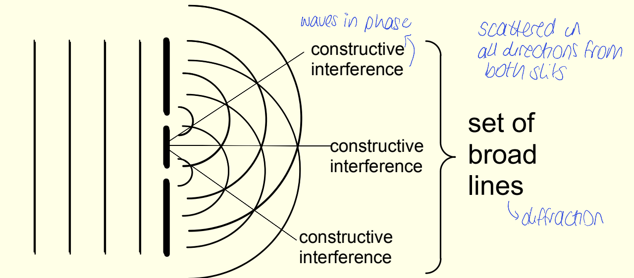 <p>broad lines as waves constructively interfere</p><p>scattered in all directions from both slits</p>