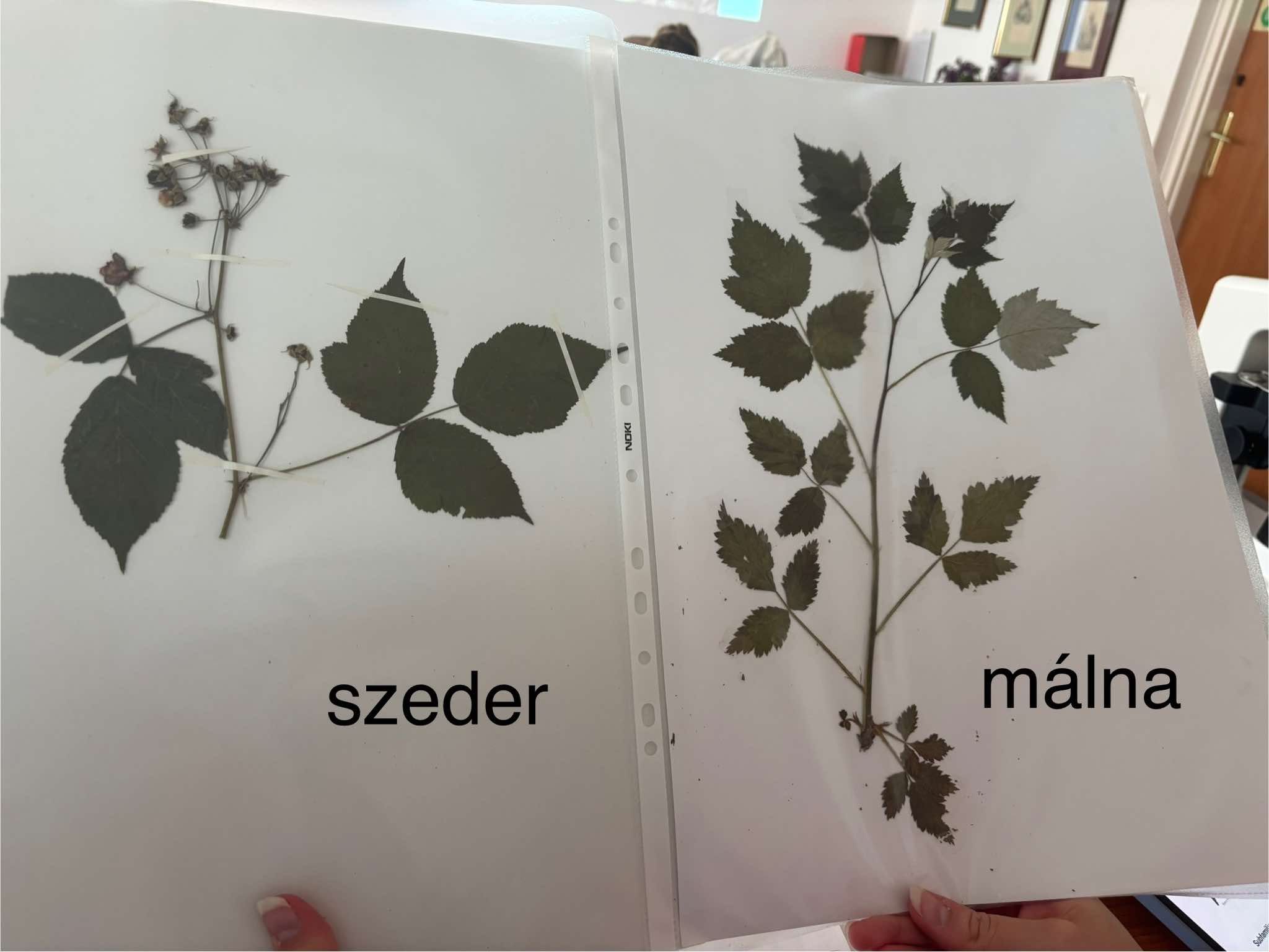 <p>Rubus idaeus</p>