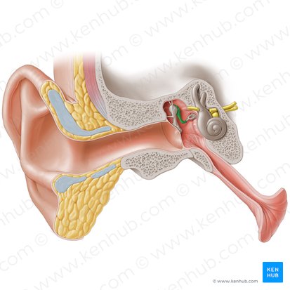 <p>The anvil-shaped central auditory ossicle which connects the malleus to the stapes. </p>