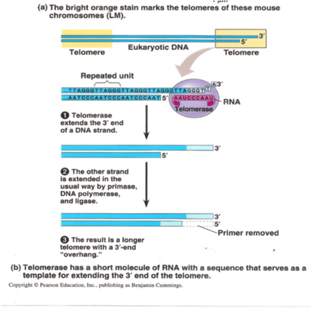 <p>An enzyme that catalyzes the lengthening of telomeres in eukaryotic germ cells.</p>