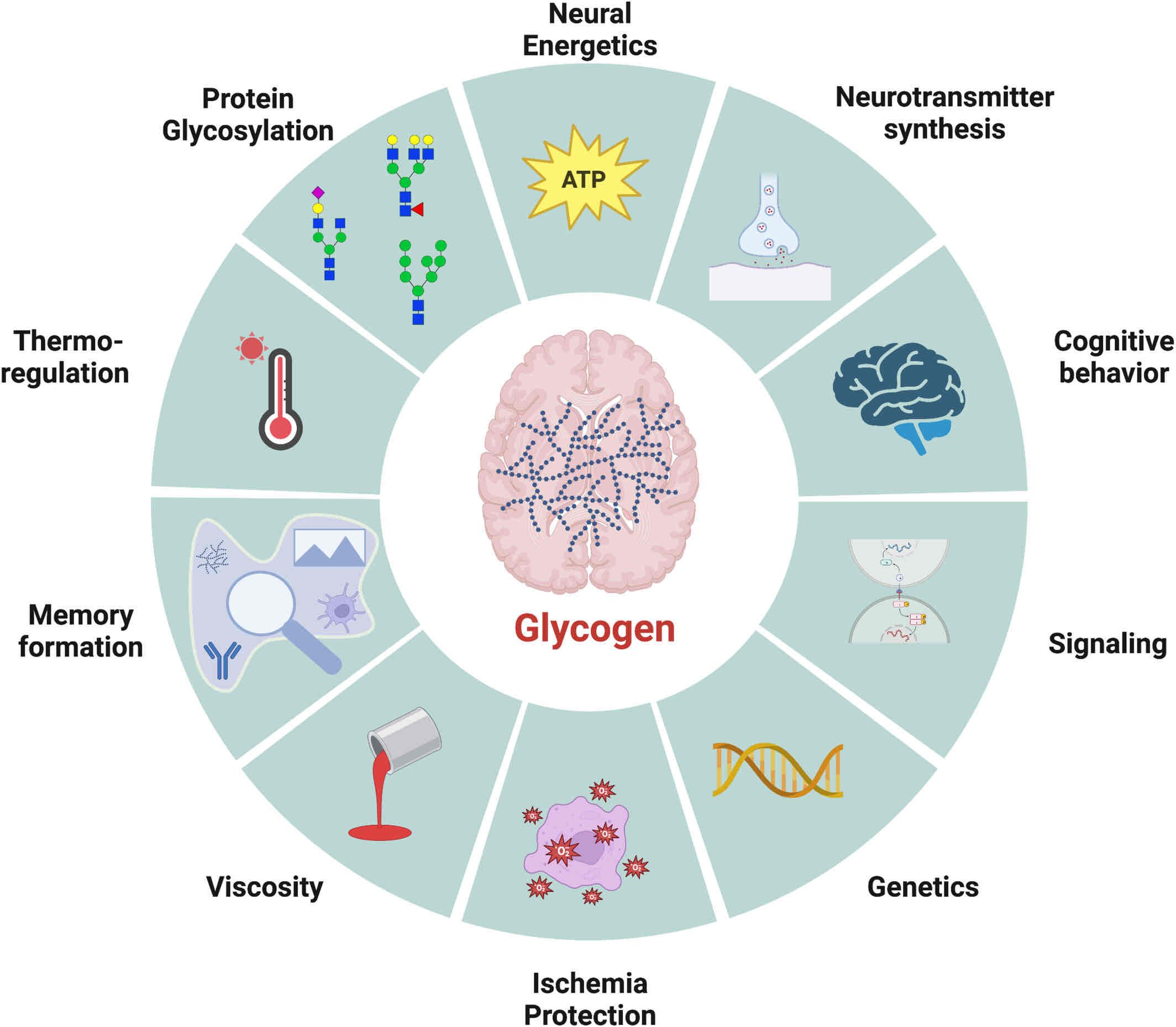 <p>Glycogen</p>