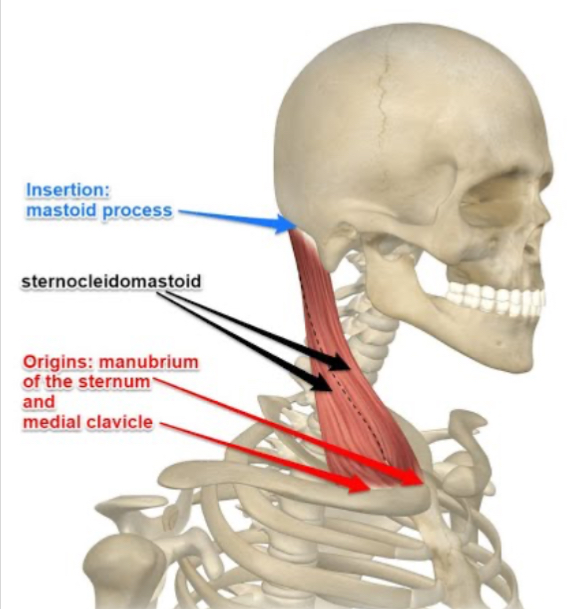 <p>Flexes the neck and rotates the head to the opposite side.</p>