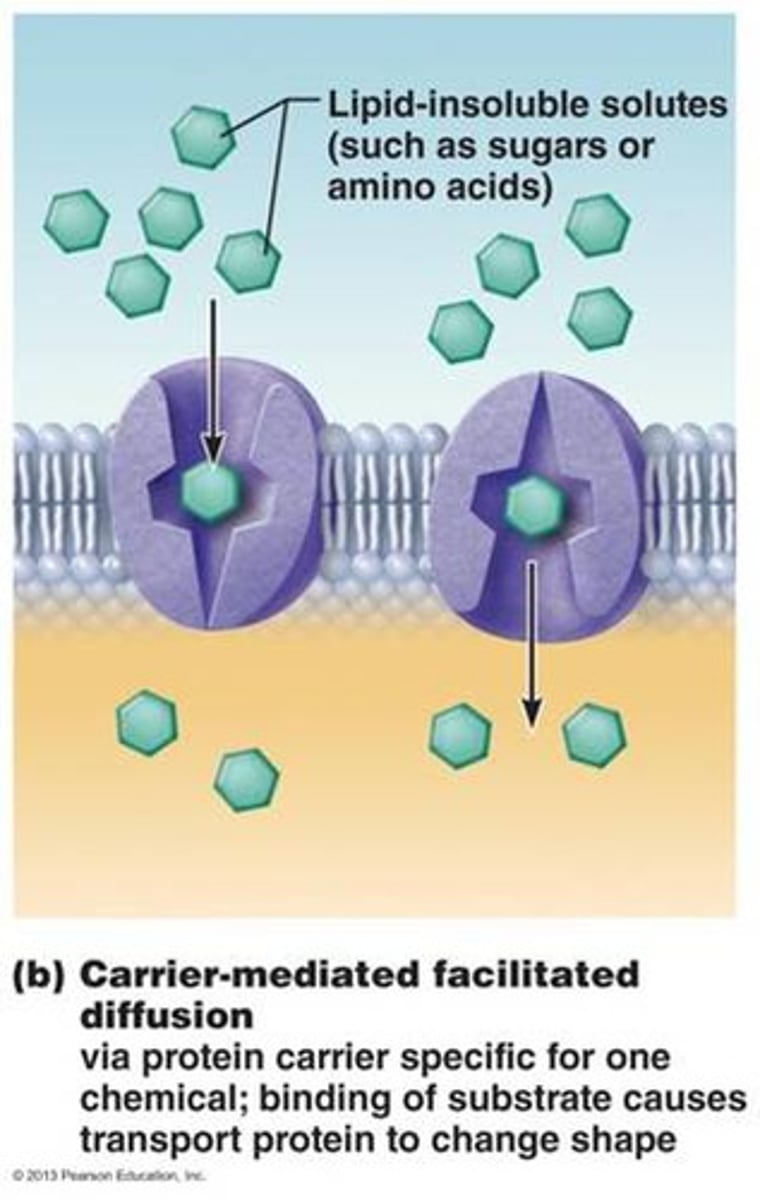 <p>Molecule binds to specific protein that changes shape to carry molecule across the plasma membrane</p><p>- limited number of carriers present </p>