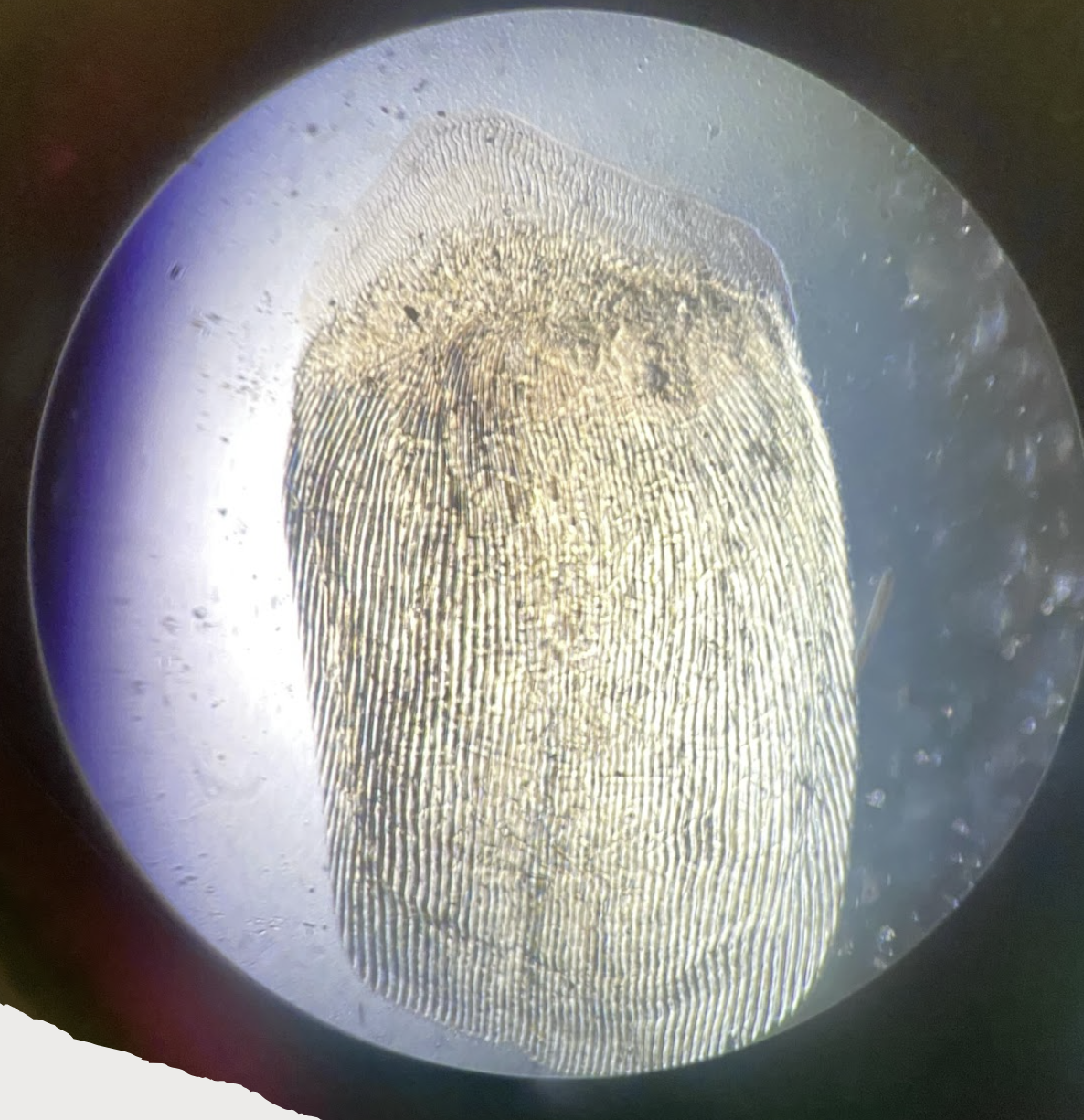 <p>Early bony fishes in Class Actinopterygii have thin, smooth scales called </p>