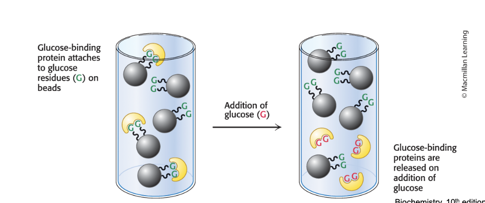 <p>separates proteins by ligand affinity</p><ul><li><p>affinity chromatography = takes advantage of the fact that some proteins have a <strong>high affinity</strong> for specific molecules called ligands</p></li><li><p>a column is filled with beads attached to the specific ligand</p></li><li><p>when a protein solution is passed over the beads, proteins with affinity for the attached group are retained</p></li><li><p>the bound protein is then released by passing a solution enriched in the ligand to which protein is bound thru the column</p></li></ul><p></p>