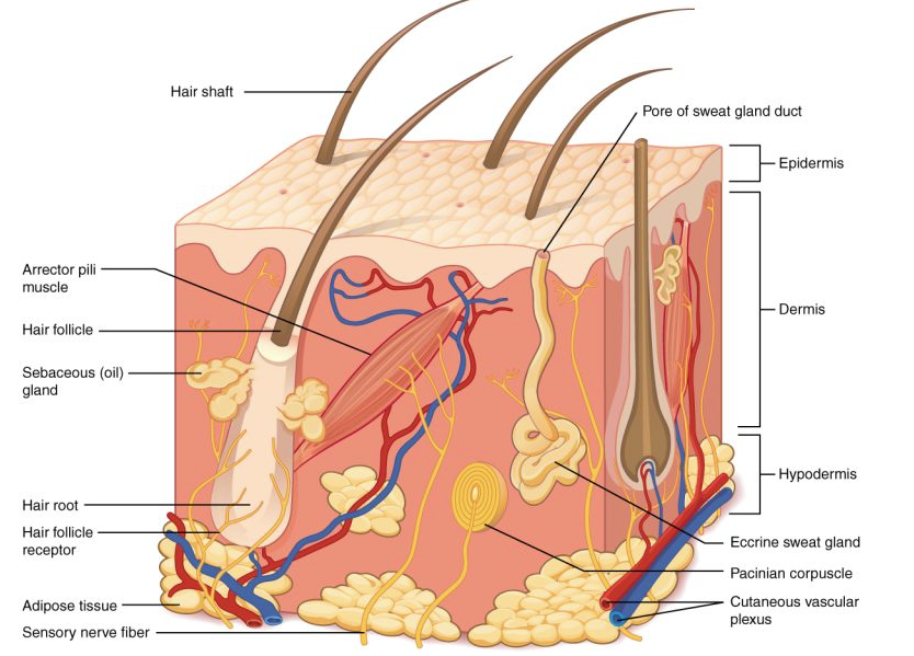 <p>The middle layer of skin, contains collagen, blood vessels, glands, hair follicles, and nerve endings support and protect the skin and deeper layers, assist in thermoregulation, and aid in sensation.</p><p>The dermis contains a variety of accessory structures of the integument. These include:</p><ul><li><p>Hair follicles</p></li><li><p>Arrector pili muscles</p></li><li><p>Sweat glands</p></li><li><p>Sebaceous glands</p></li><li><p>Sensory receptors</p></li><li><p>Blood vessels</p></li></ul><p></p>