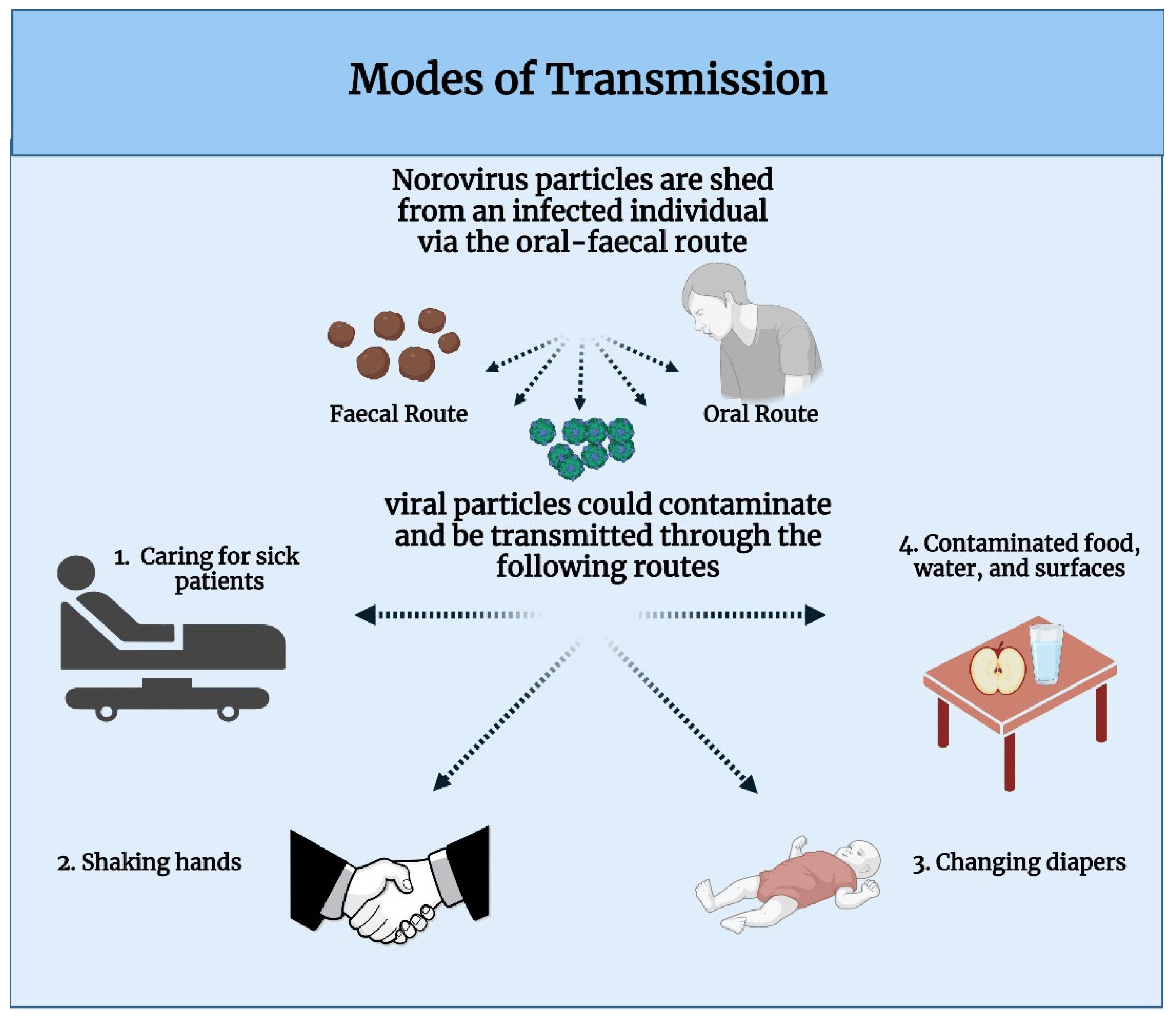 <p>Norovirus spreads through the fecal-oral route</p>