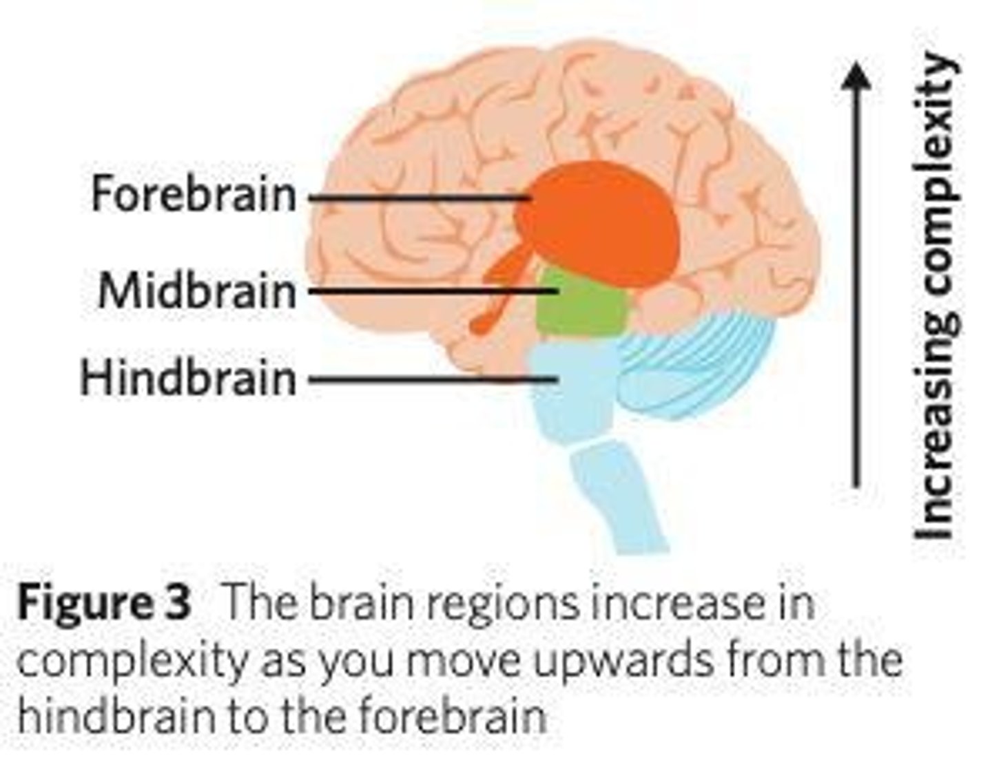 <p>By allowing perception, interaction, and response to stimuli</p>