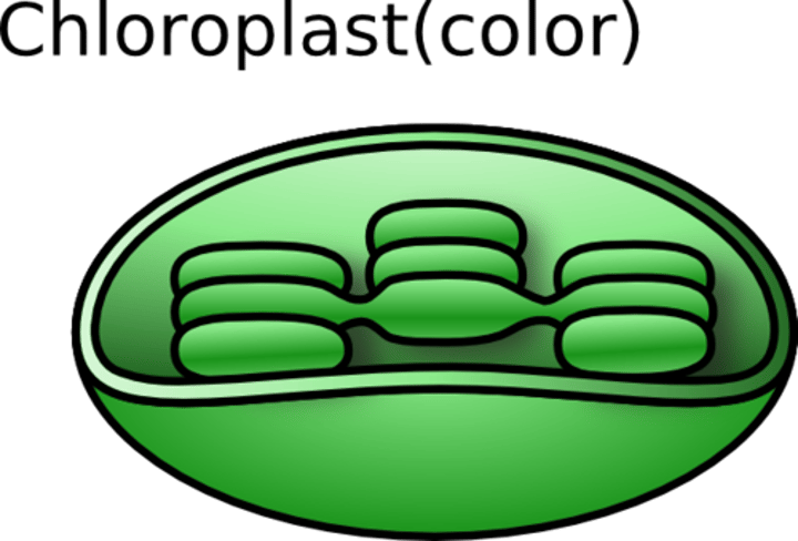 <p>Where photosynthesis occurs; in plant cells only</p>