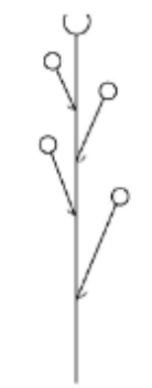 <p>Racemes inflorescence</p>