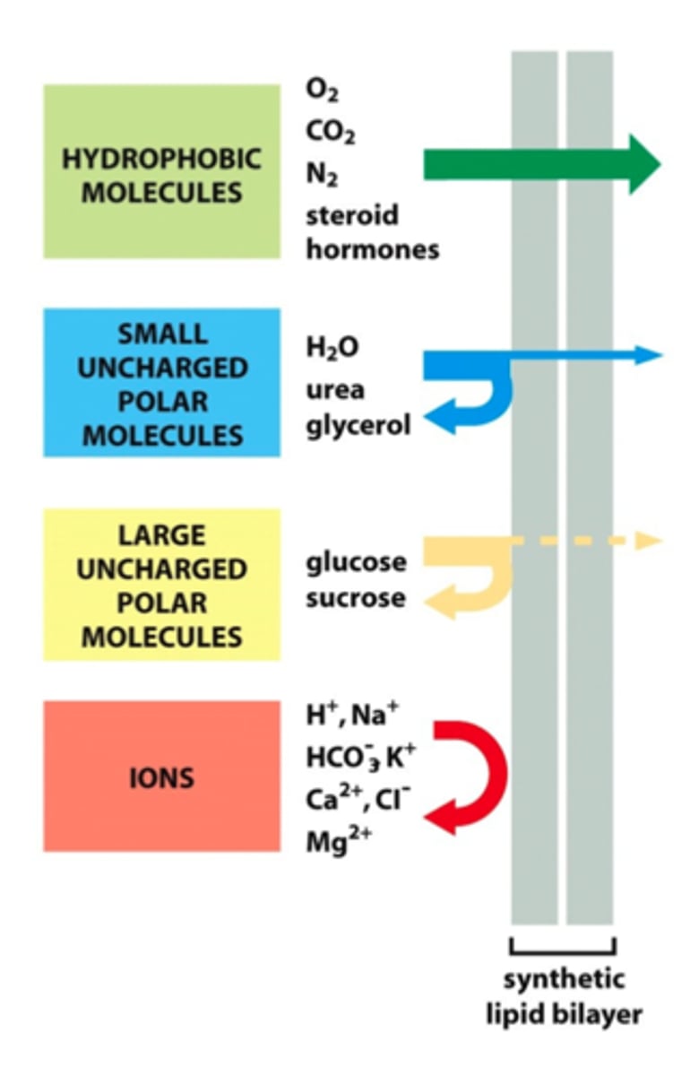 <p>pass through the membrane in small amounts</p>
